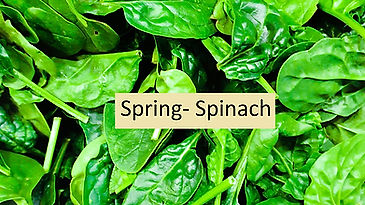 Spring-Spinach